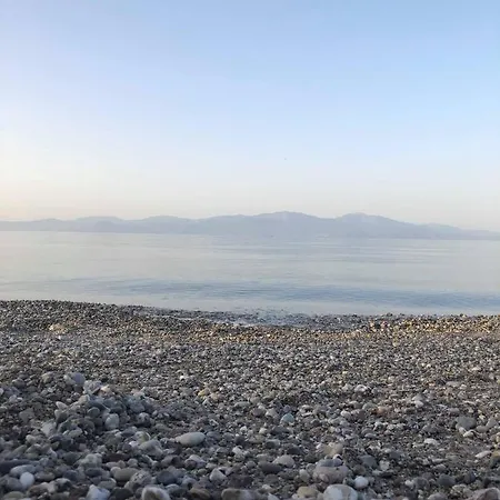 Olea * Xylokastro